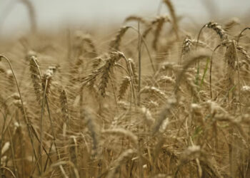 The Growing Threat of Global Warming to Plants