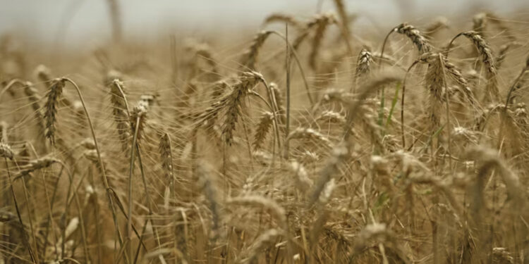 The Growing Threat of Global Warming to Plants