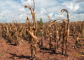 Global Agricultural Losses: A Growing Threat from Climate Change