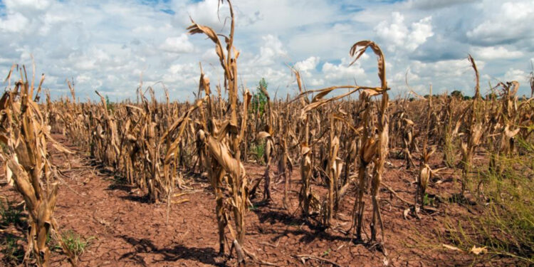 Global Agricultural Losses: A Growing Threat from Climate Change